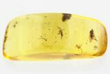 Detailed Hairy Fungus Beetle and Fly in Baltic Amber #310858-1